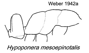 {Hypoponera mesoepinotalis}