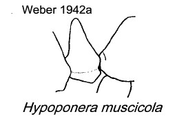 {Hypoponera muscicola}