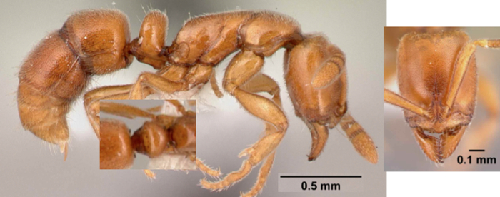 Hypoponera natalensis