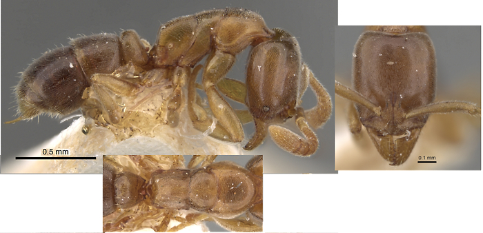 Hypoponera nirvariana