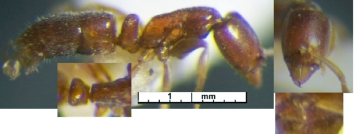 Hypoponera occidentalis