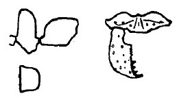 Hypoponera petiolata