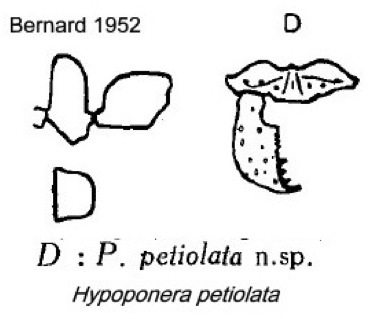 {Hypoponera petiolata}