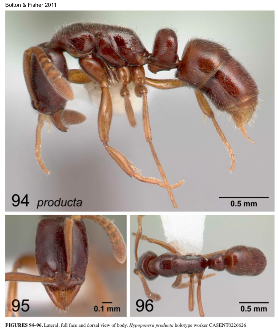 {Hypoponera producta}