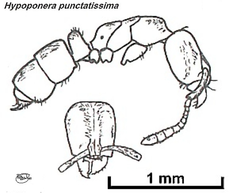 {Hypoponera punctatissima