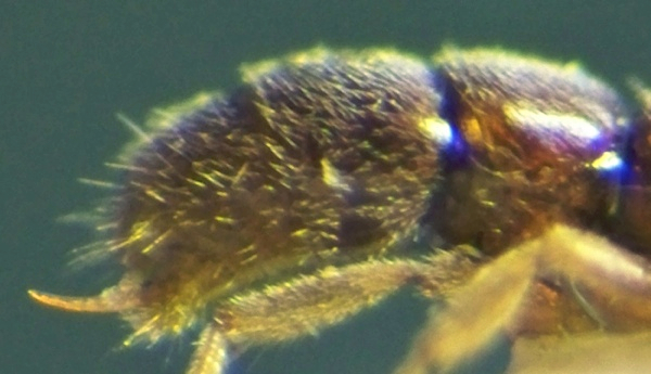 Hypoponera punctatissima