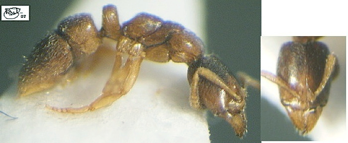 Hypoponera punctatissima