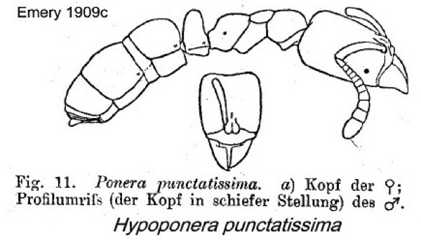 {Hypoponera punctatissima}