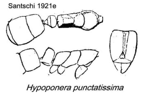 {Hypoponera punctatissima}