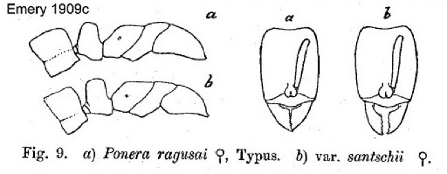{Hypoponera ragusai}