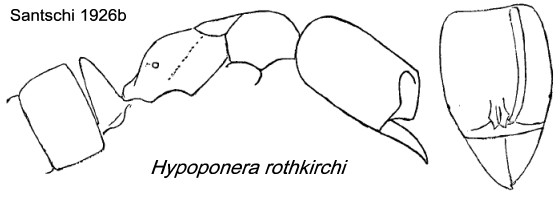 {Hypoponera rothkirchi}