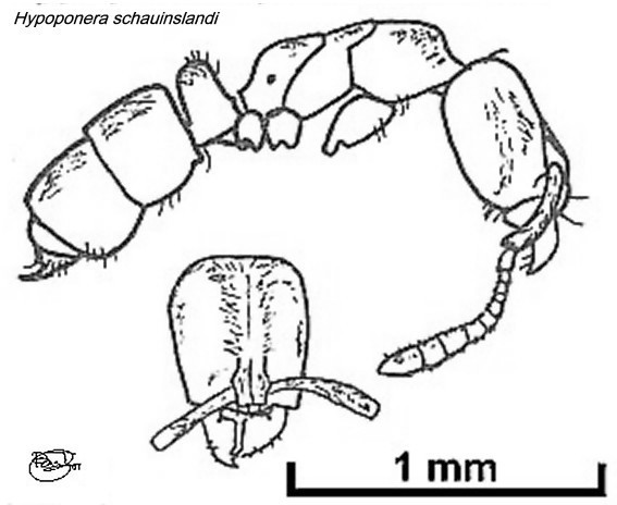 {Hypoponera schauinslandi