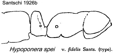 {Hypoponera spei fidelis}