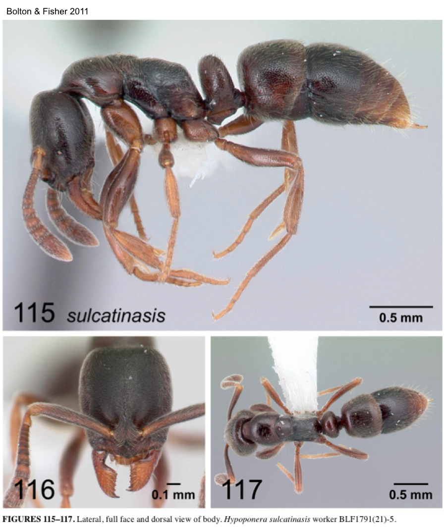 {Hypoponera sulcatinasis}