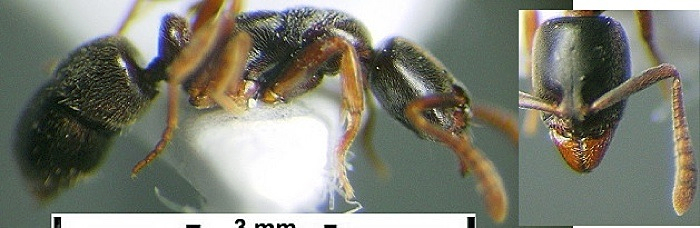 Hypoponera sulcatinasis