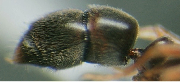 Hypoponera sulcatinasis gaster