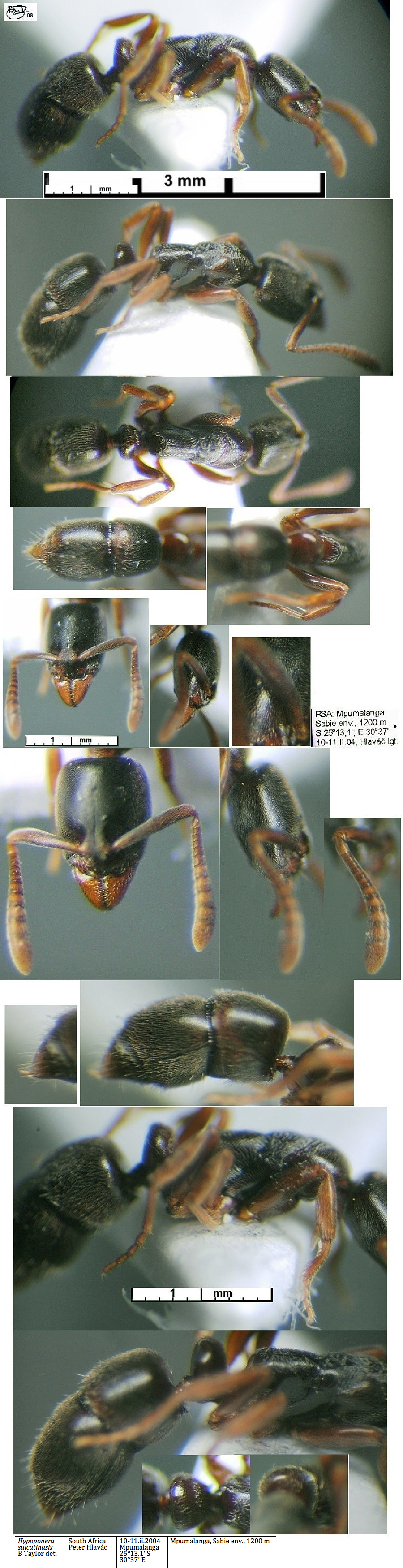 {Hypoponera sulcatinasis}