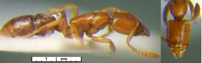 Hypoponera traegaordhi