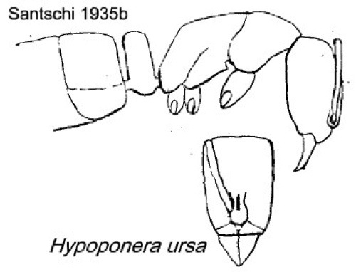 {Hypoponera ursa}