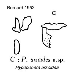 {Hypoponera ursoidea}