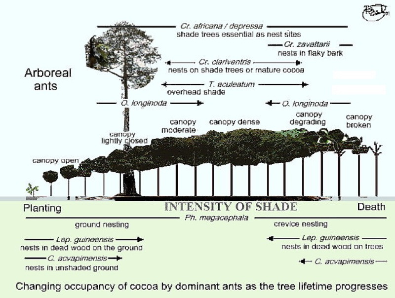 {development of the ant mosaic in Nigerian cocoa}