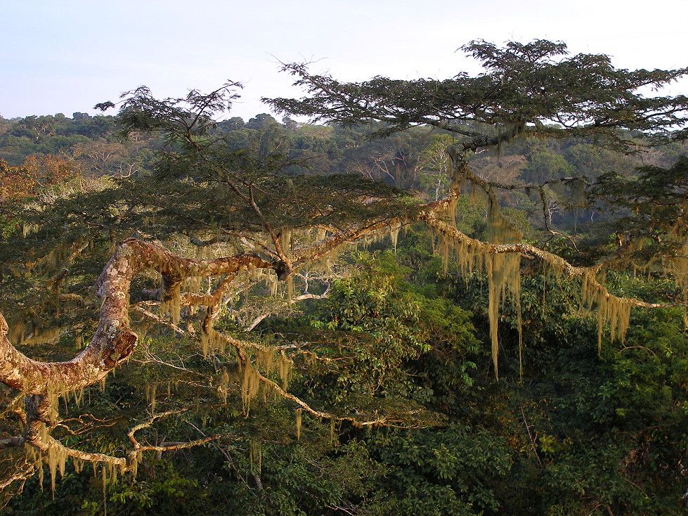 {forest canopy}