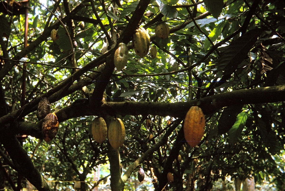 {Cocoa canopy at CRIN}