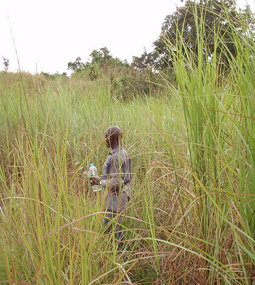 {Height of grass in savannah}