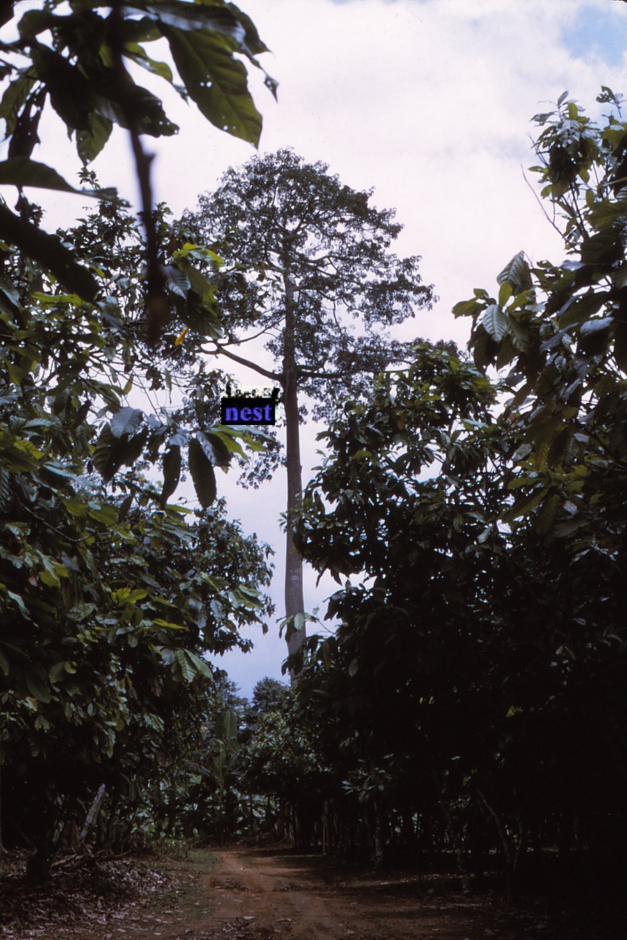 {Silk cotton tree with Crematogaster africana nest}