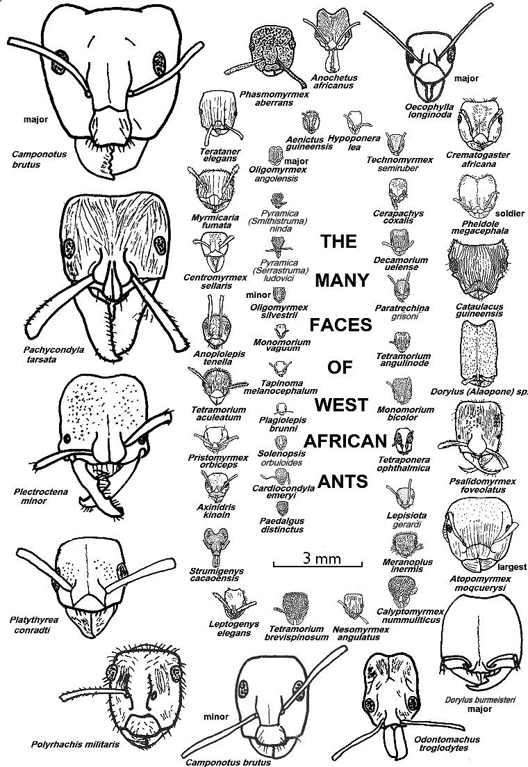 {the many faces of ants}