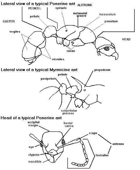 {glossary of ant morphology}