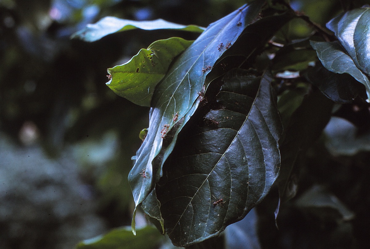 {Nest of Oecophylla longinoda}