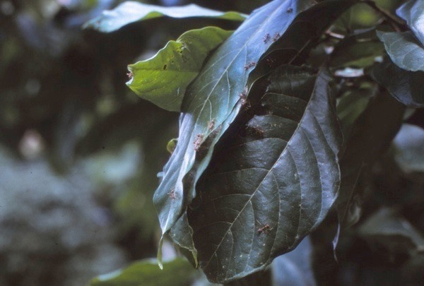 {Oecophylla longinoda nest}