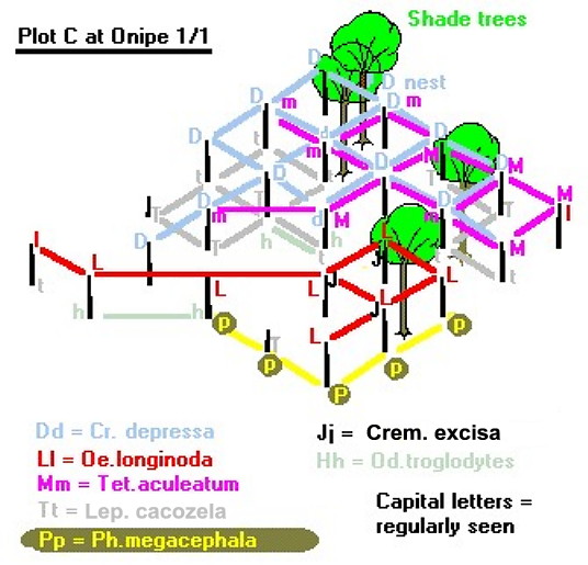 {Onipe plot C}