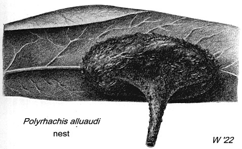 {Polyrhachis alluaudi nest}