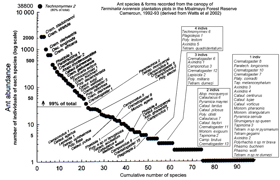 {canopy ants at Mblamayo Forest, Cameroun}