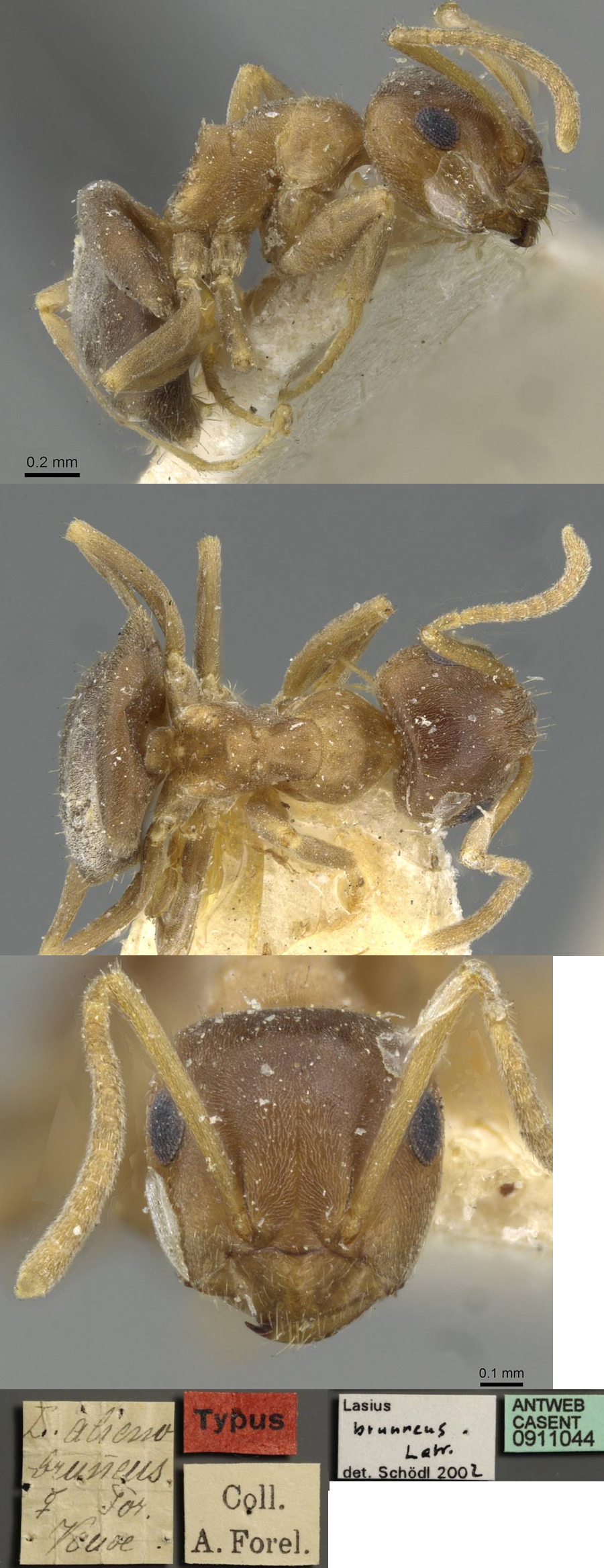 {Lasius brunneus}
