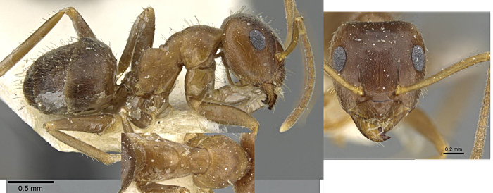 Lasius emarginatus