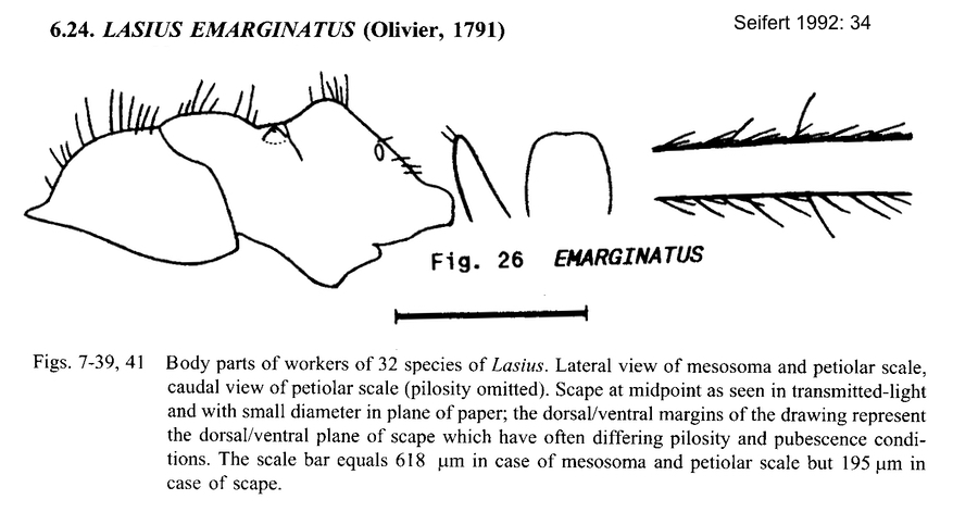 Lasius emarginatus