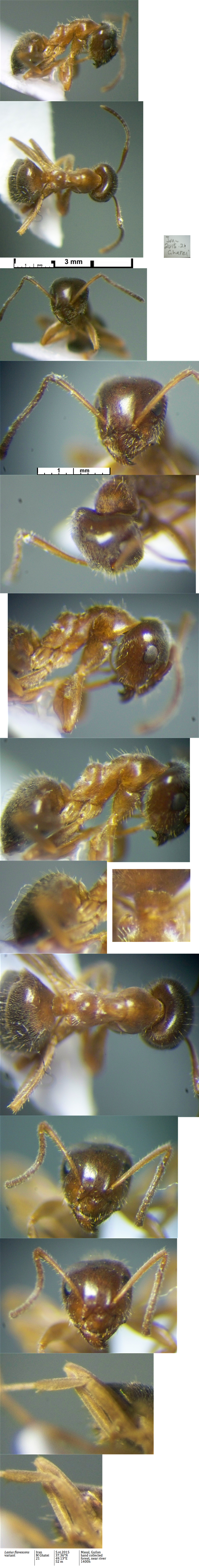 {Lasius flavescens}