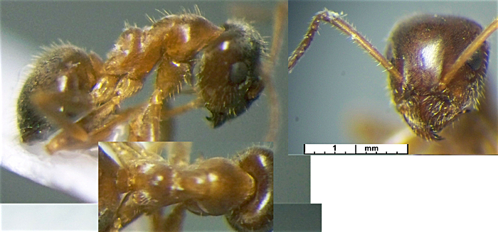 Lasius flavescens