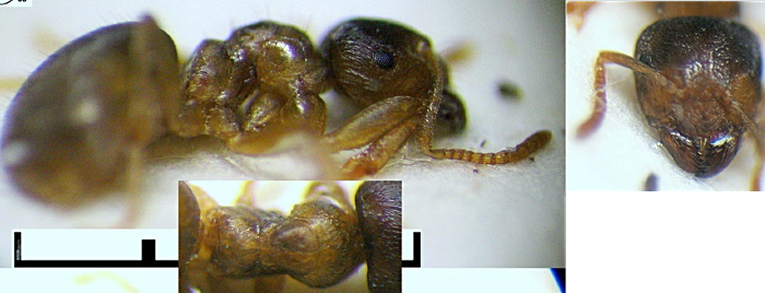 Lasius flavus