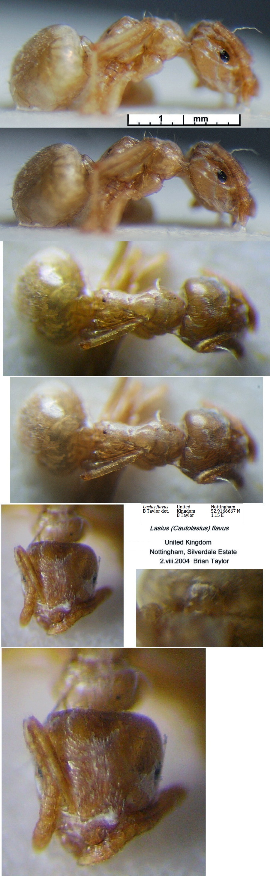 {Lasius flavus minor worker}