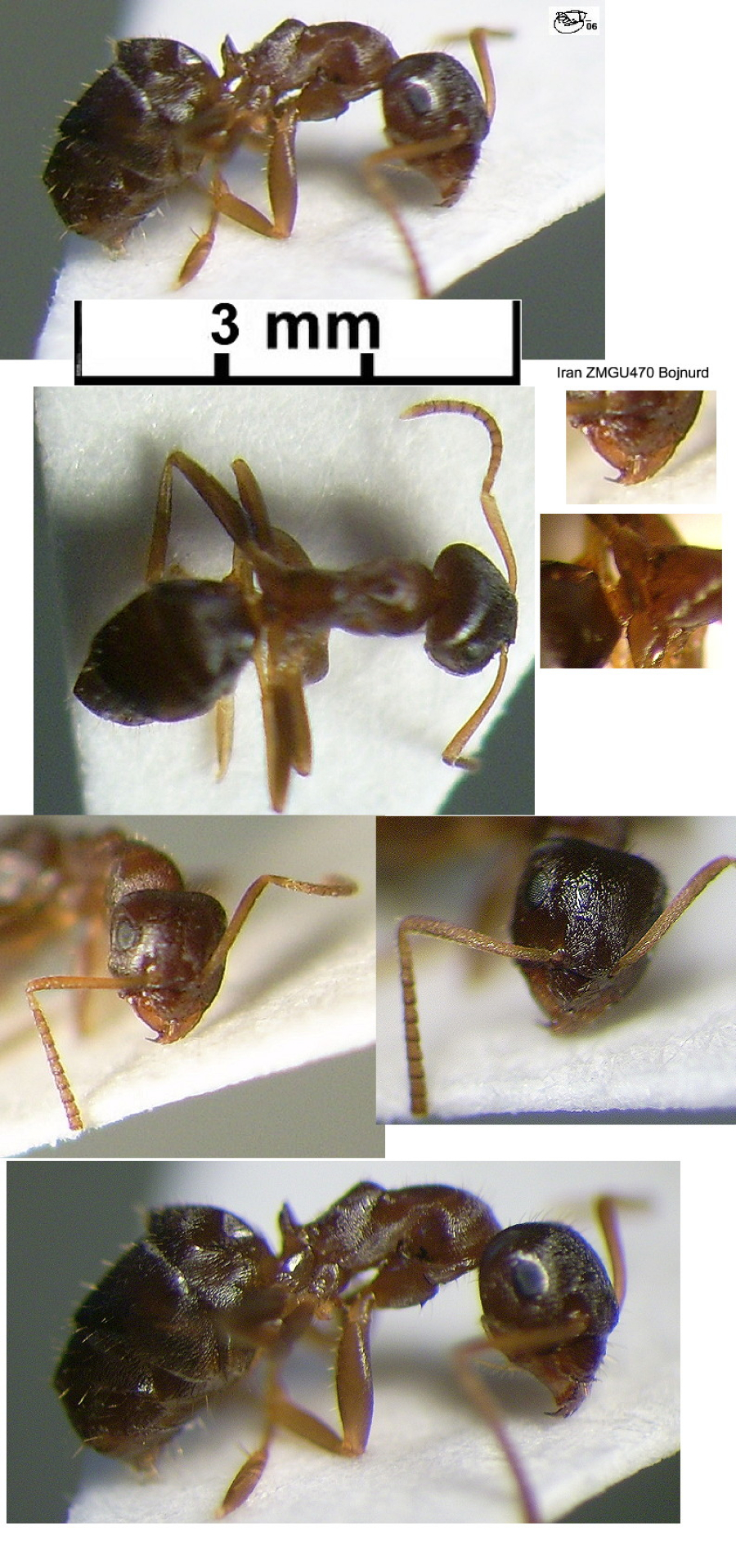 {Lasius himalayanus}