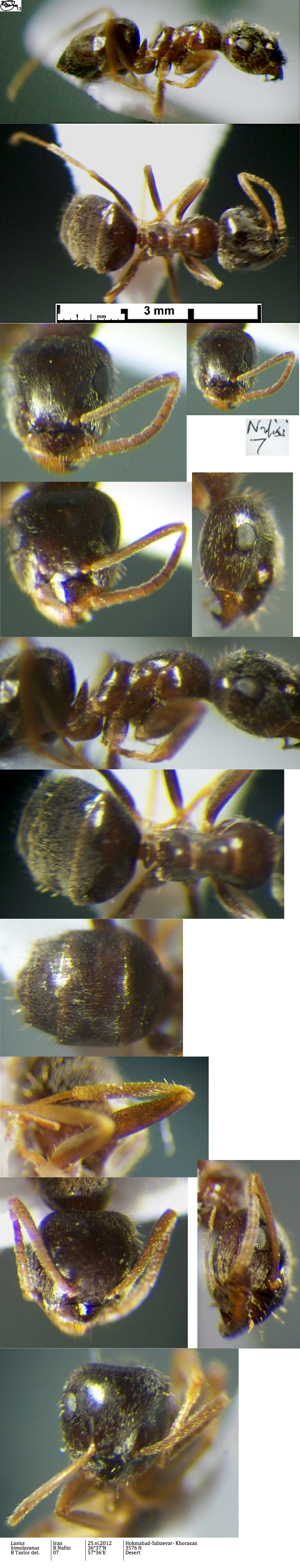 {Lasius himalayanus}