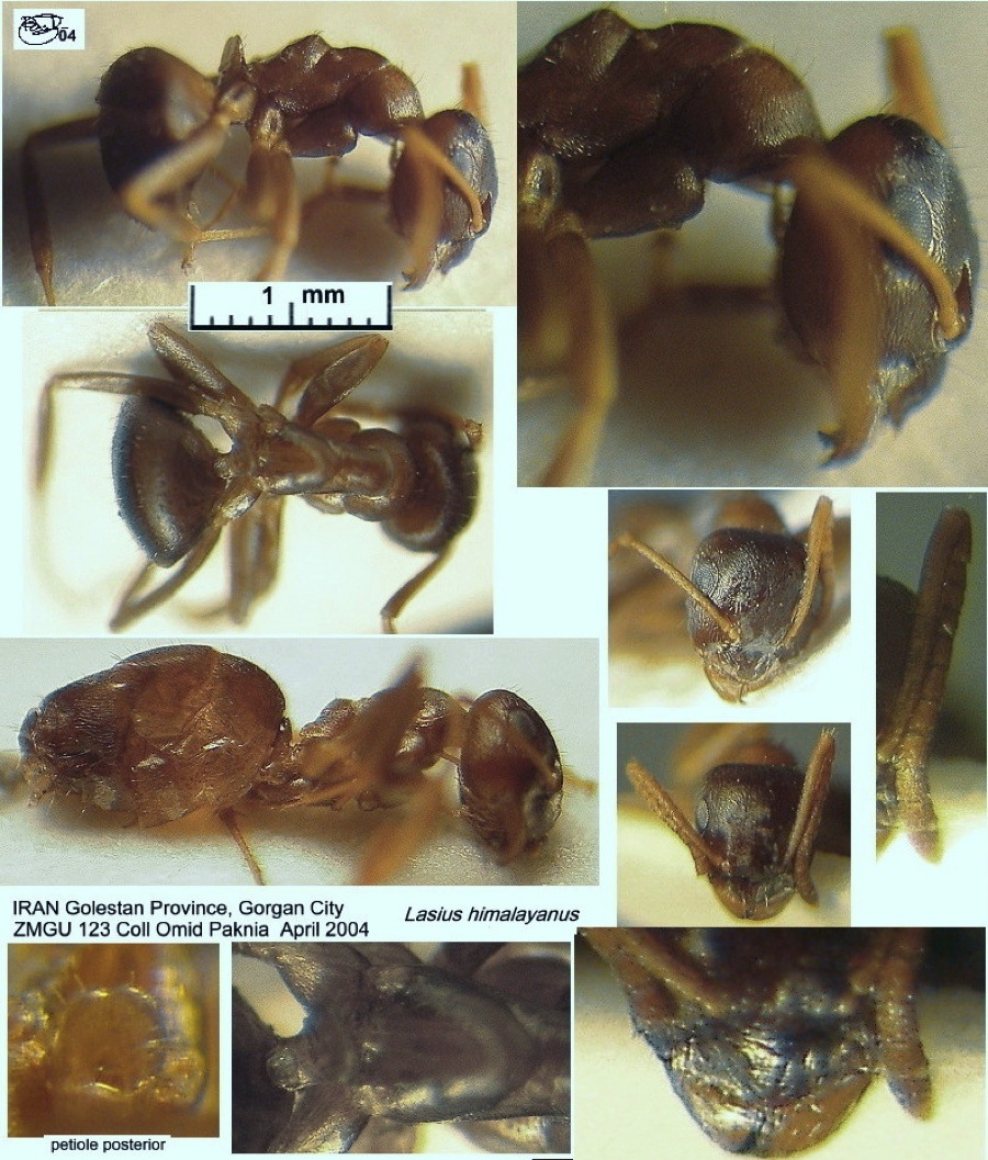 {Lasius himalayanus}