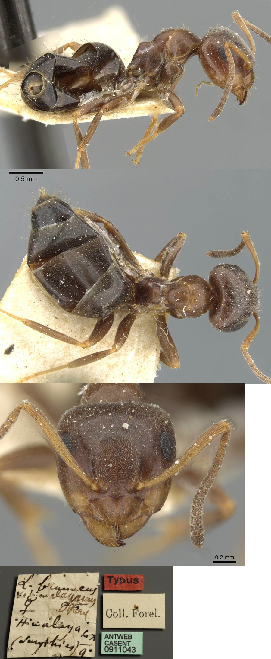 {Lasius himalayanus}