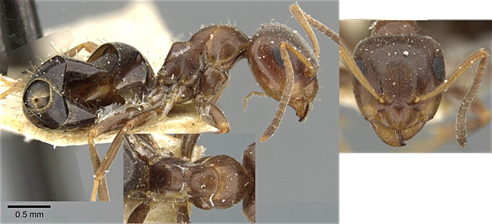 Lasius himalayanus