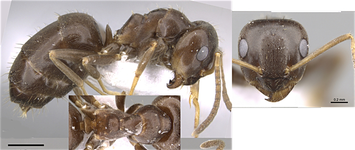 Lasius lasioides