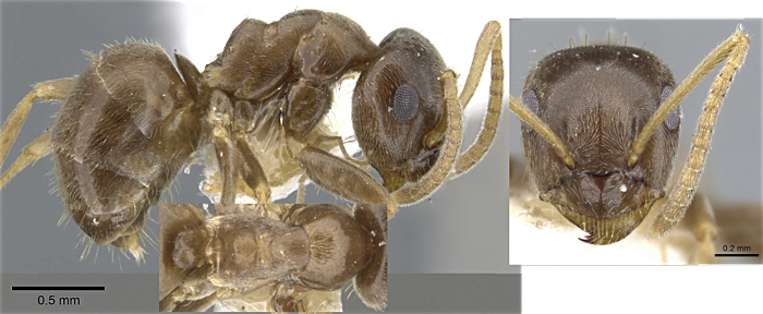 Lasius neglectus